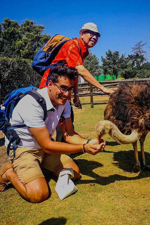 CAPE TOWN: OSTRICH RANCH QUAD BIKE RIDE & OSTRICH TOUR - Meeting the ostriches up close