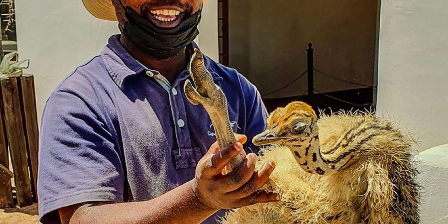 CAPE TOWN: OSTRICH RANCH QUAD BIKE RIDE & OSTRICH TOUR - What to bring and what to leave behind