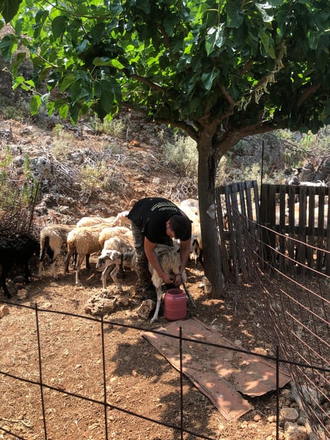 Chania Area: Cooking Class at a Farm in Stylos Village - Arriving at the farm in Stylos Village