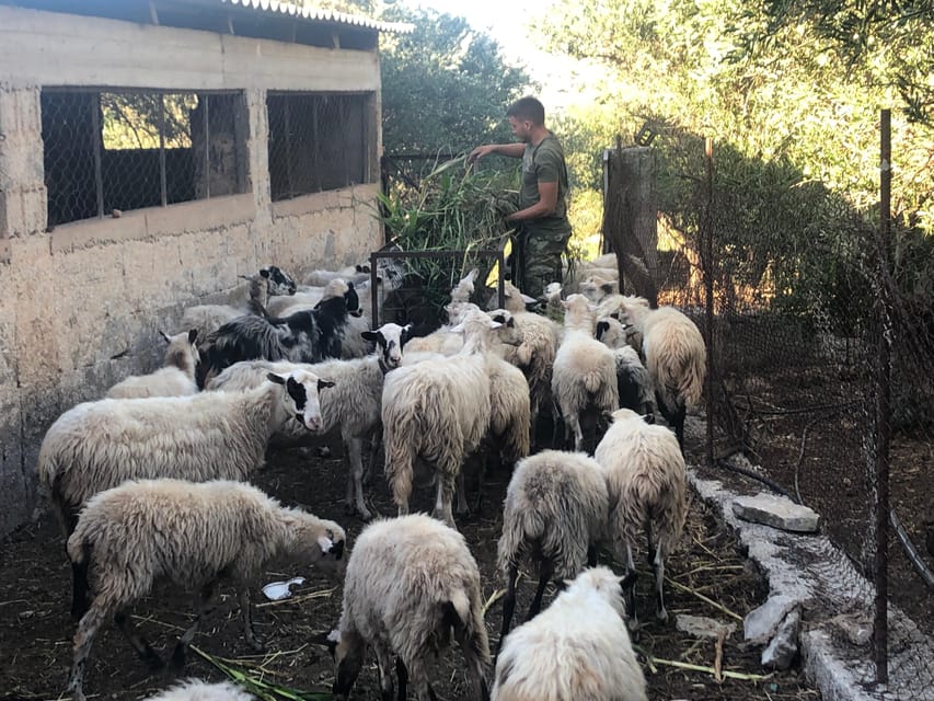 Chania Area: Cooking Class at a Farm in Stylos Village - Should you book the Stylos farm cooking class?