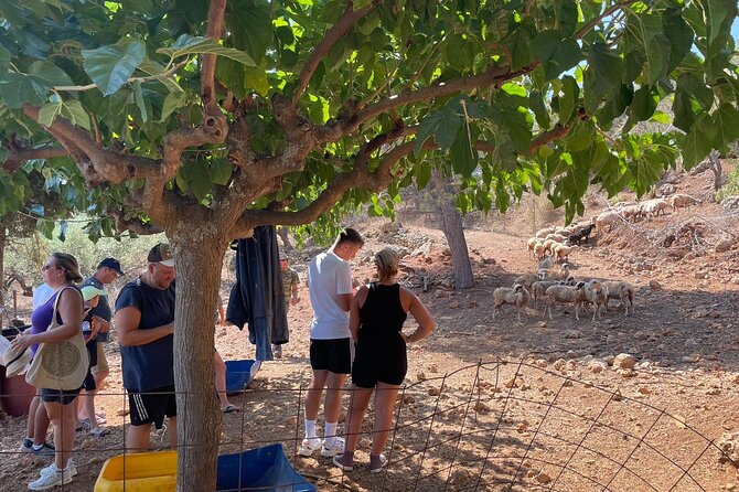 Chania Area: Cooking Class at a Farm in Stylos Village (organic) - Cooking a Cretan lunch with Sofia