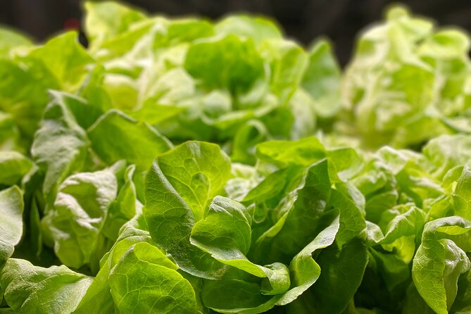 Charleston Farm-to-Table Food Tour and Chef's Challenge - Practical details for a smoother day