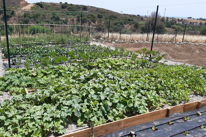 Chefcooking Paella from our Andalusian Grandmother at a Family Farm - Arriving at Las Marías Farm near Estepona