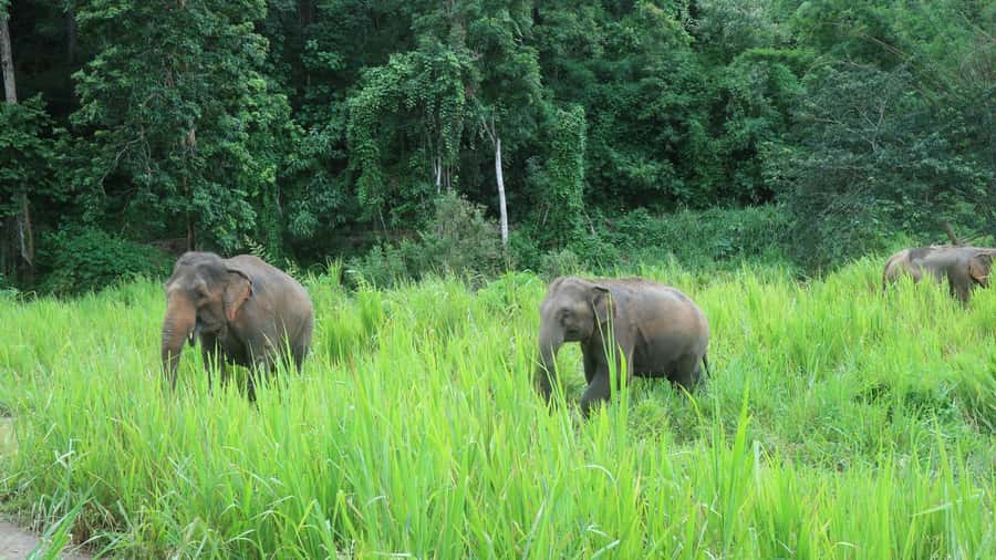 Chiang Mai: 2-Day Jungle Trek with Elephant Farm & Raft Ride - Bamboo rafting on the Mae Wang River