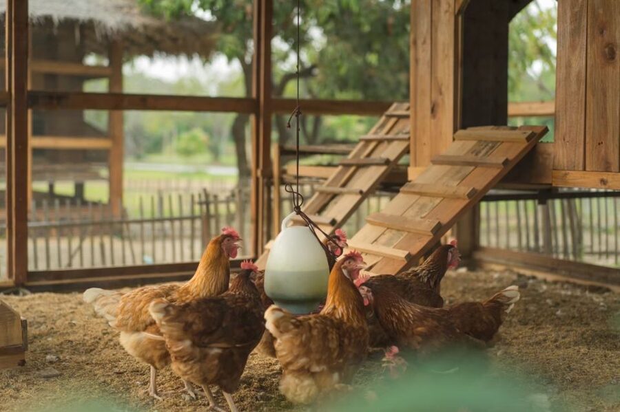 Chiang Mai: Authentic Cooking Class with Market & Farm Visit - Who should book this Chiang Mai cooking class?