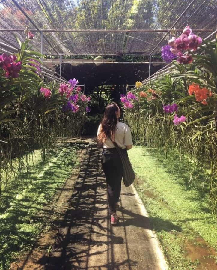 Chiang Mai: Doi Suthep, Orchid Farm and Waterfall with Lunch - What the $152 group price really covers