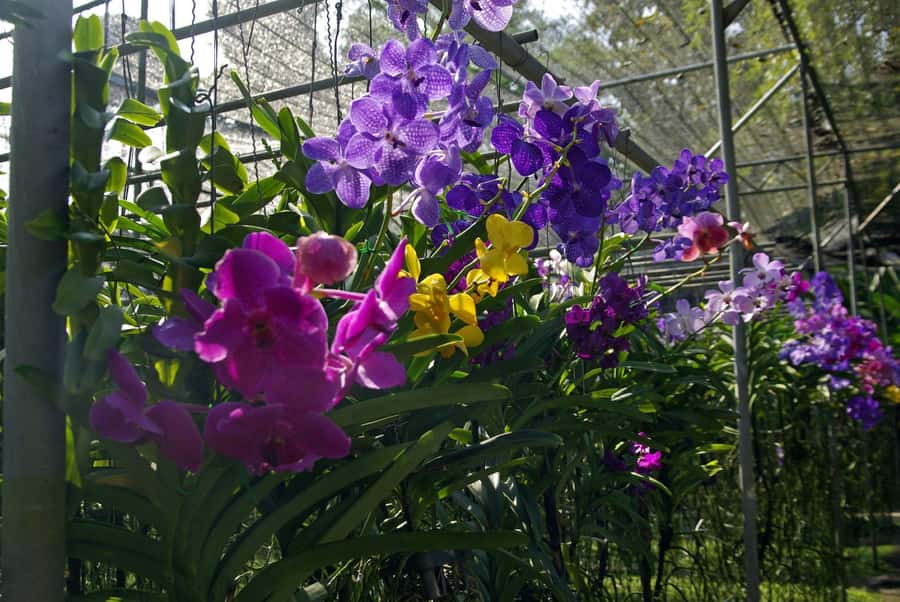 Chiang Mai: Doi Suthep, Orchid Farm and Waterfall with Lunch - Guide quality and the small-group difference