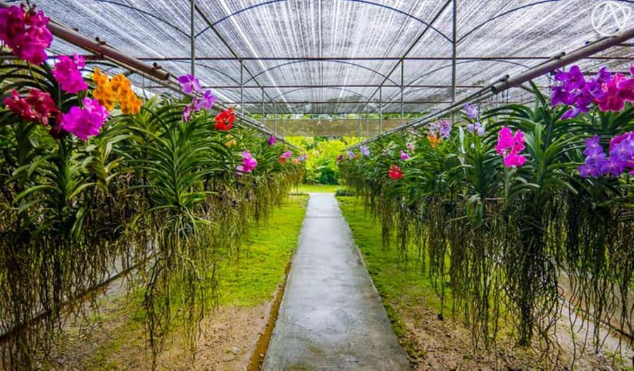 Chiang Mai: Doi Suthep, Orchid Farm and Waterfall with Lunch - Wat Pha Lat and the quieter side of the mountain