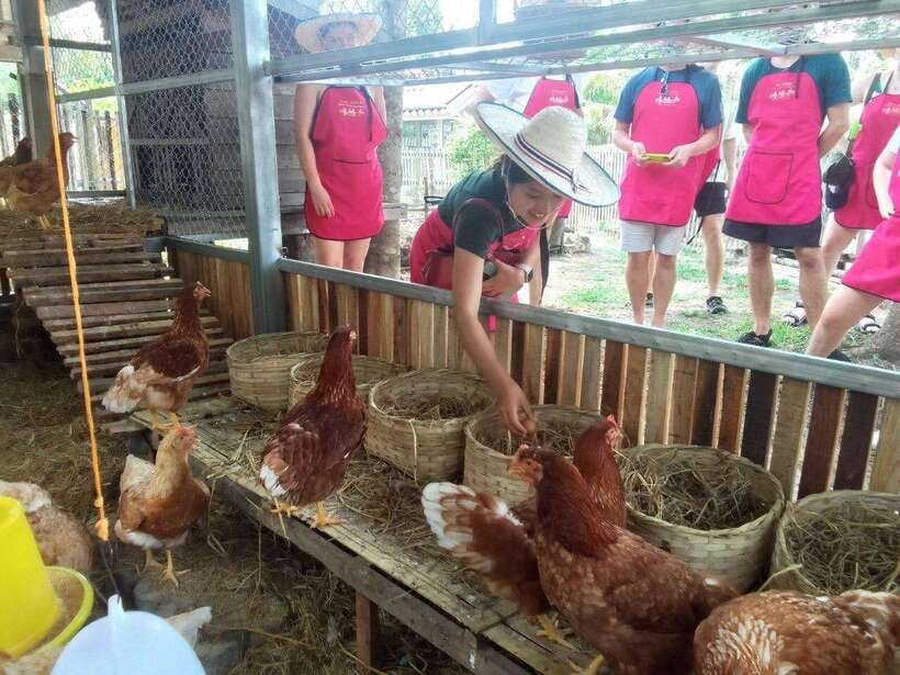 Chiang Mai: Half Day Cooking Class at Organic Farm - Key points to know before booking