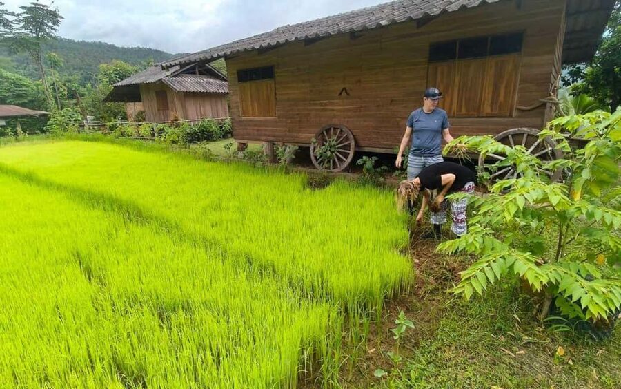 Chiang Mai: Half-Day Rice Farming Experience - Key points at a glance