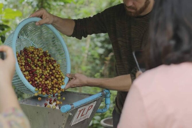 Chiangmai Coffee Farm Tour - Seeing how cherries become usable coffee