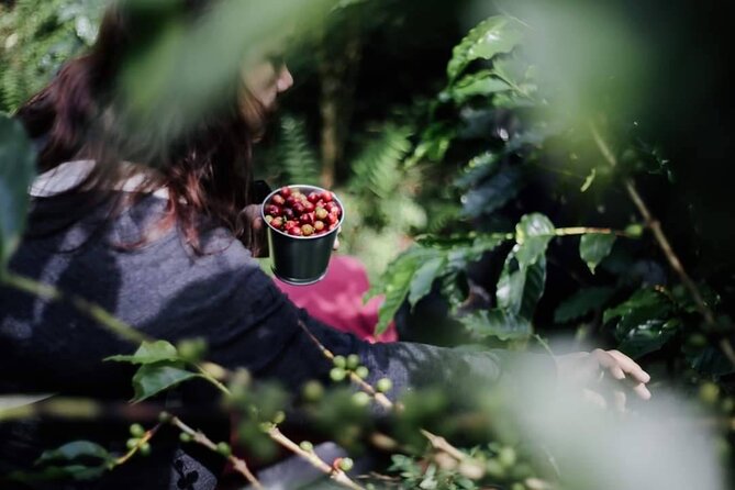 Chiangmai Coffee Farm Tour - Roasting your own beans