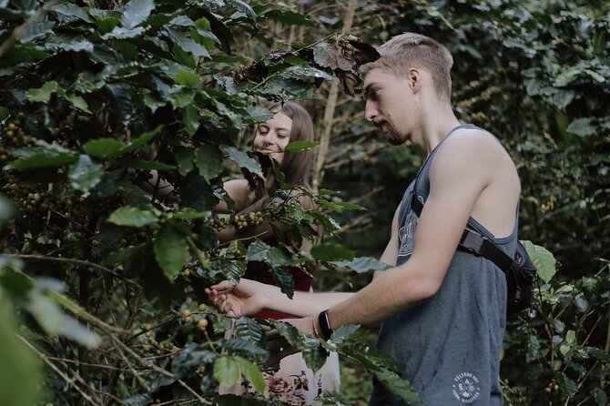 Chiangmai Coffee Farm Tour - Picking coffee cherries by hand