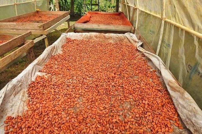 Chocolate and Coffee Tour Farm Don Jorge - Guides who shape the experience