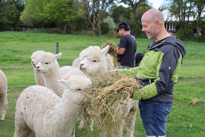 Christchurch Alpaca Farm Tour From Kaiapoi - Meeting Alpacas 20 Minutes North of Christchurch