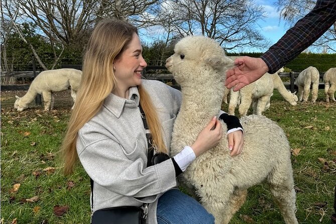 Christchurch Alpaca Farm Tour From Kaiapoi - A One-Hour Walk Through the Paddocks