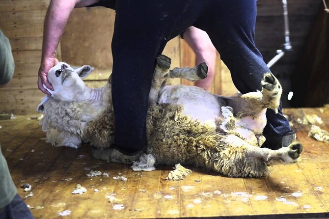 Christchurch Sheep Farm Visit - A working farm rather than a staged attraction