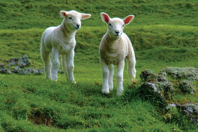 Christchurch Sheep Farm Visit - Shearing, wool, and a chance to take part