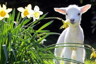 Christchurch Sheep Farm Visit