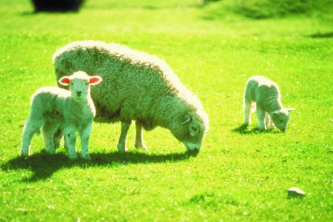 Christchurch Sheep Farm Visit - Tea with the farmer