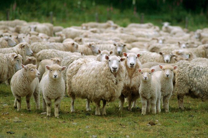 Christchurch Sheep Farm Visit - Is $111.70 good value?