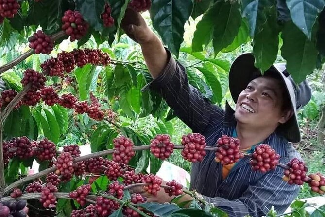 Coffee & Culture Experience _From Farm to Cup by Elon Farm - Key things to know before booking