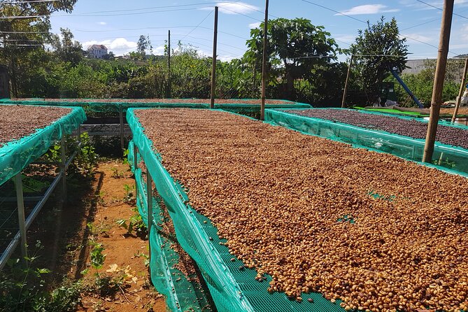 Coffee & Culture Experience _From Farm to Cup by Elon Farm - Practical details before you go