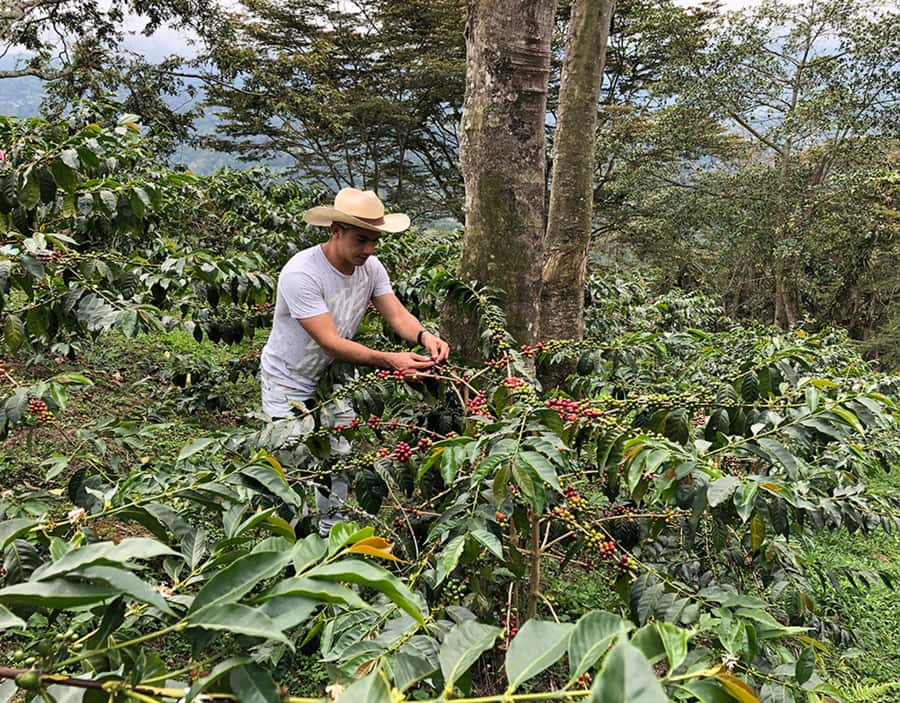 Coffee Farm and Salento Walking Tour - Key points to know