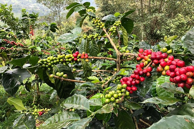 Coffee Farm and Salento Walking Tour - The coffee tasting: useful, but not a full tasting session