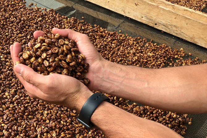 Coffee Farm and Salento Walking Tour - Should you book the Luger and Salento tour?