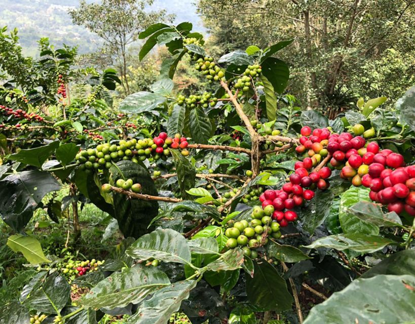 Coffee Farm and Salento Walking Tour - What $93 buys you