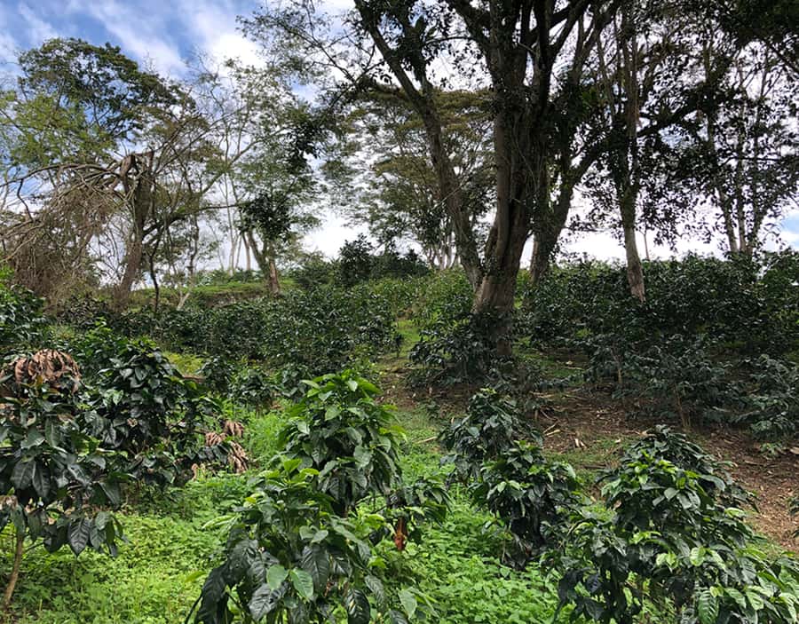 Coffee Farm and Salento Walking Tour - Who will enjoy this experience most