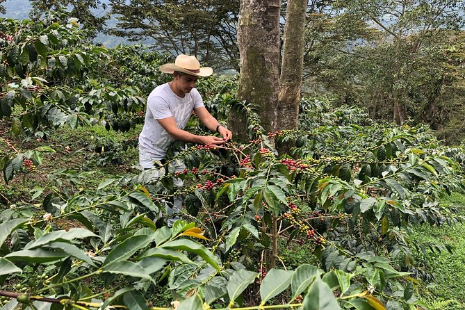 Coffee Farm and Salento Walking Tour - Planting seedlings and picking coffee cherries