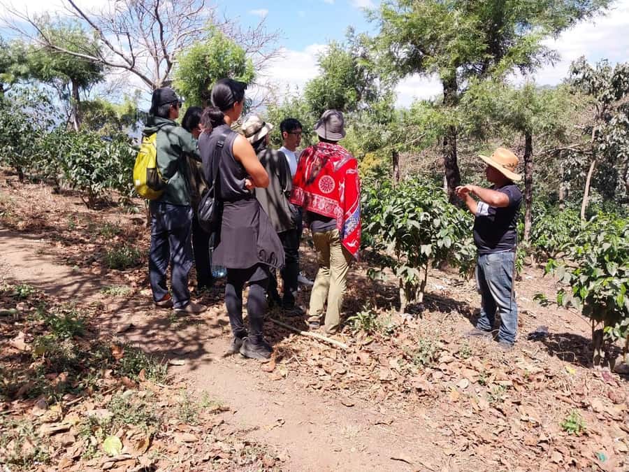 Coffee farm experience - Is this coffee farm experience worth booking?