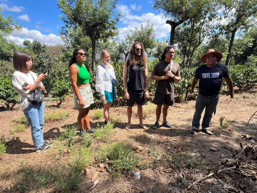 Coffee farm experience - Seeing how coffee plants are cared for