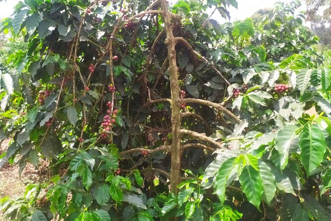 Coffee Farm Half-Day Tour in Kenya - A three-hour farm visit within a four-hour outing