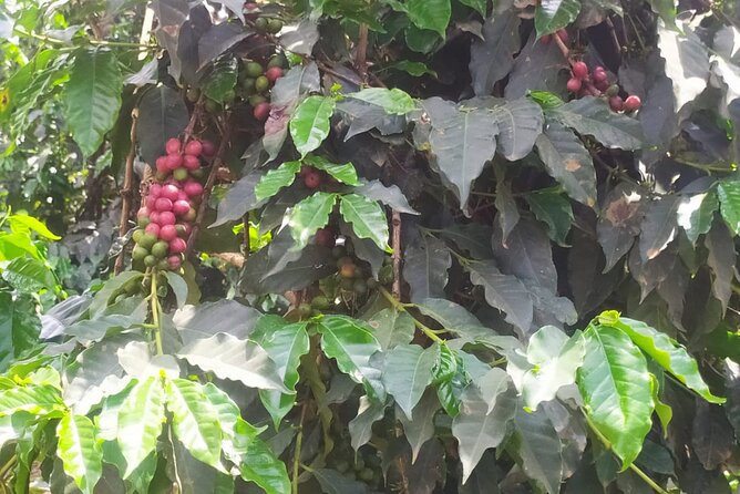 Coffee Farm Half-Day Tour in Kenya - What the guide can add to the experience