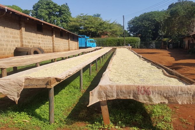 Coffee Farm Half-Day Tour in Kenya - What the farm setting tells you about Kenyan coffee