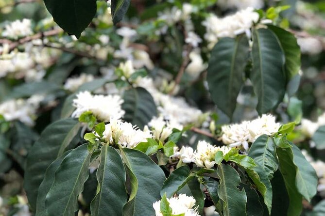 Coffee farm tour, coffee roasting and tasting experience - What the guides add to the experience