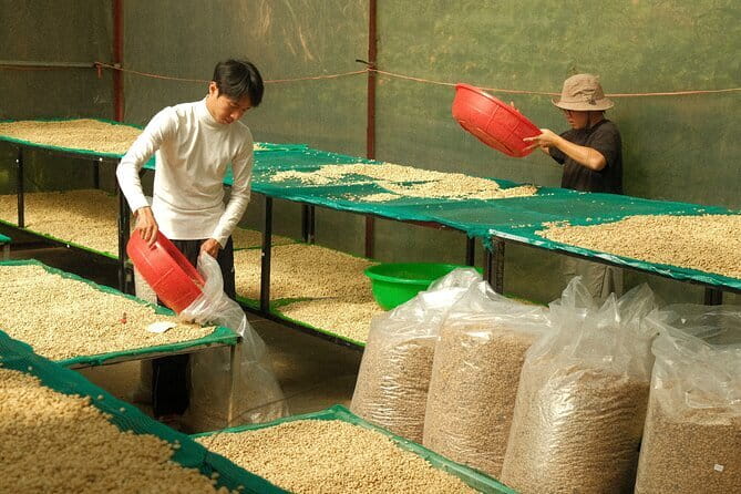Coffee Farm Tour with Roasting & Tasting Workshop - Da Lat - Brewing and tasting at the farm coffee shop
