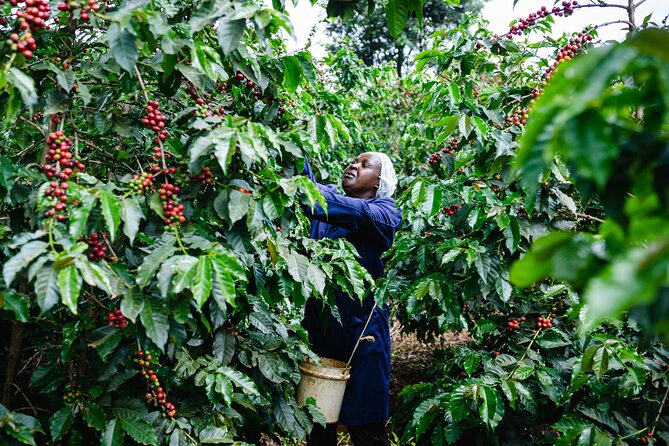 Coffee Farm Village & Factory Half Day Tour with Pick-Up - Leaving Nairobi for Fairview Coffee Estate