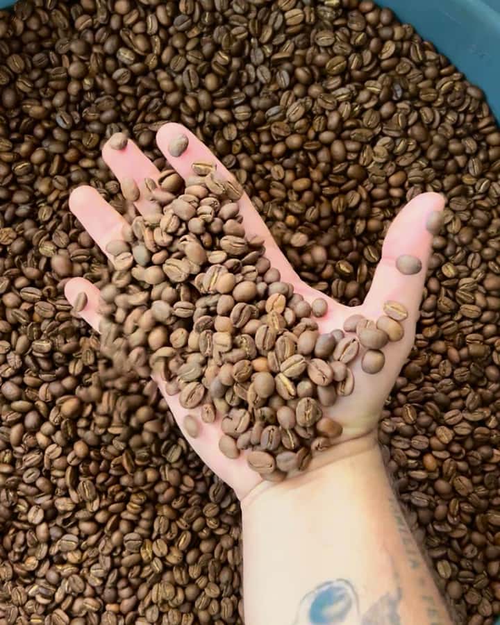 Coffee Tour Salento-Ocaso Farm- English Tour - A working coffee farm, not just a tasting room