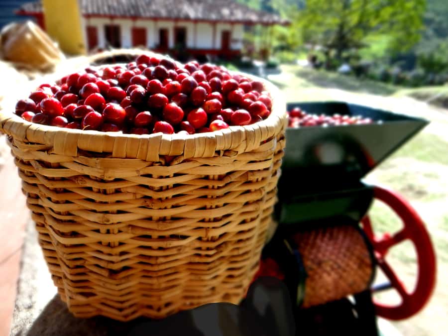 Coffee Tour Salento-Ocaso Farm- English Tour - What the $14 price really buys