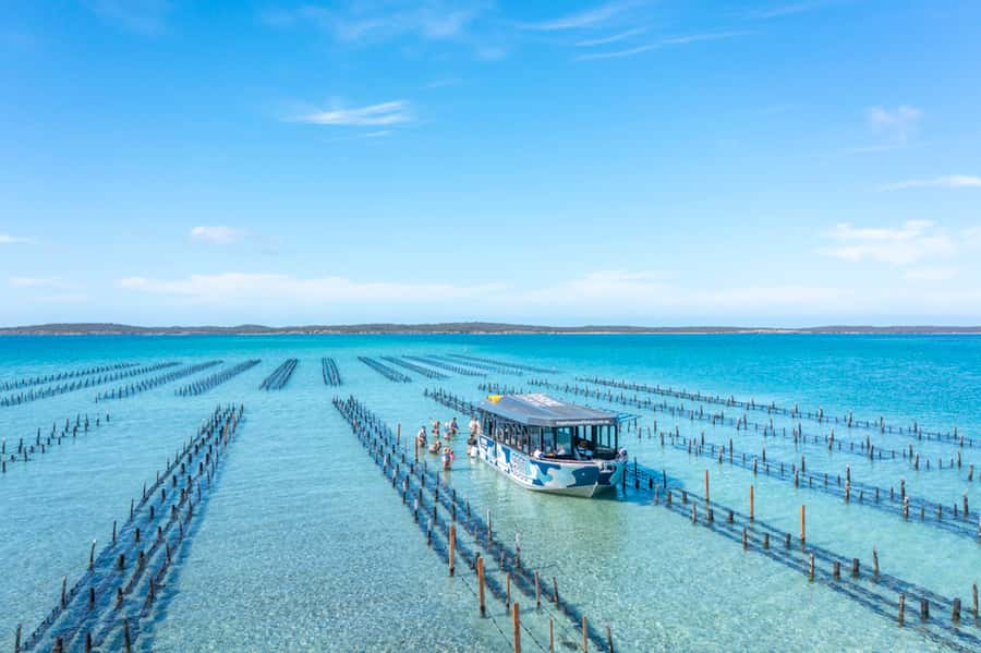 Coffin Bay: Oyster Farm Boat Tour with Wading & 12 Oysters - Understanding how Coffin Bay oysters are grown
