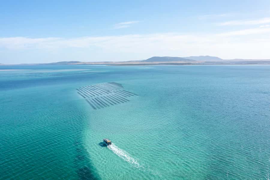 Coffin Bay: Oyster Farm Boat Tour with Wading & 12 Oysters - Should you book the Coffin Bay oyster farm tour?