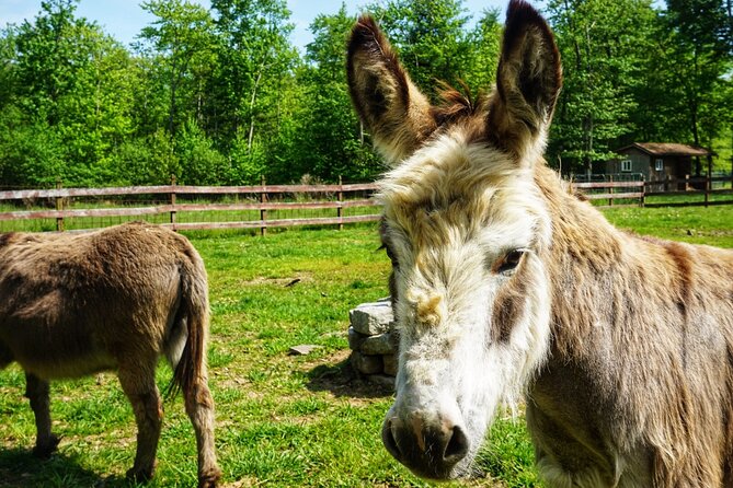 Connect with Rescue Animals on a Private Farm Tour in Catskills - Key Points to Know Before You Go