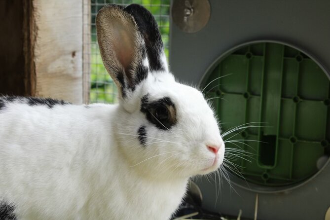 Connect with Rescue Animals on a Private Farm Tour in Catskills - What the One-Hour Visit Feels Like