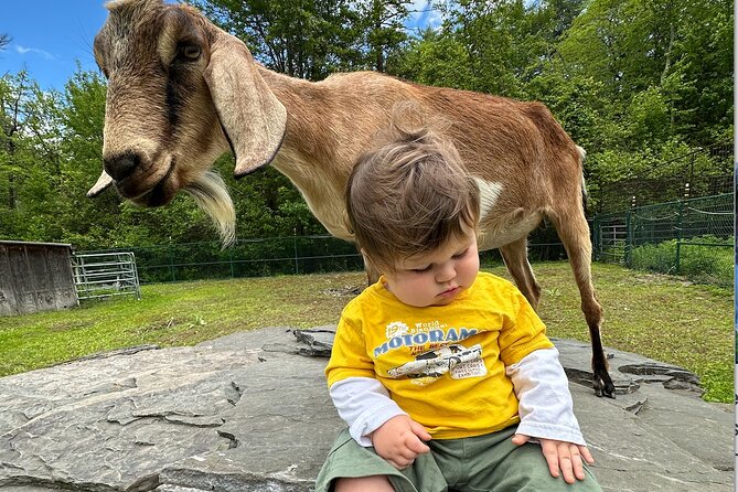 Connect with Rescue Animals on a Private Farm Tour in Catskills - Photos, Weather, and Practical Comfort