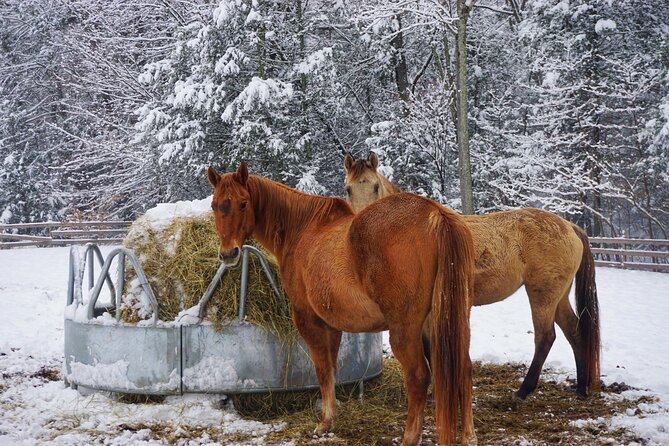 Connect with Rescue Animals on a Private Farm Tour in Catskills - Why the Rescue Stories Matter