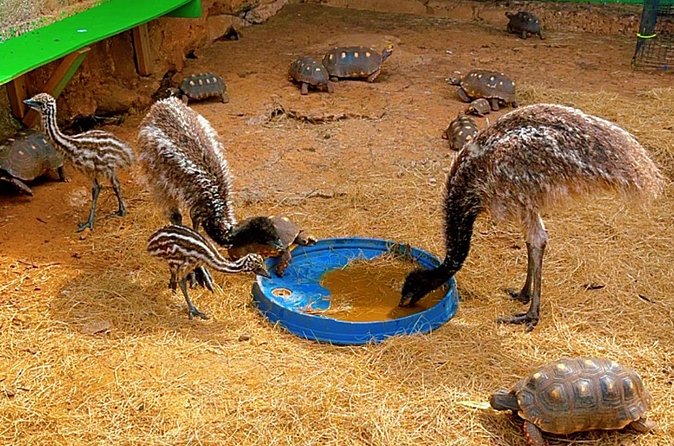 Connors Farms Petting Zoo - Stumpy Bay views and the value of a slower stop